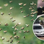 Ataque de abejas generó momentos de pánico en San Pedro de Jujuy