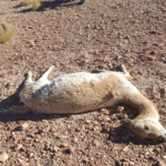Investigan una nueva matanza de vicuñas en la zona de Vilama