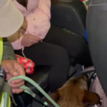 Pampa Blanca: perro de gendarmería detectó 10 kilos de cocaína ocultos en una mochila