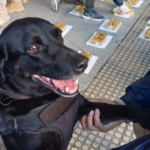 Viajaban desde Jujuy con 22 kilos de cocaína y fueron detenidas en Córdoba